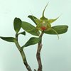 dendrobium tobaense